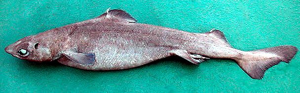 Centrophorus squamosus_06.jpg